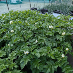 ジャガイモ 花が咲いたら