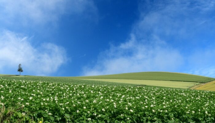 ジャガイモ 花が咲いたら