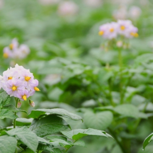 ジャガイモ 花が咲いたら