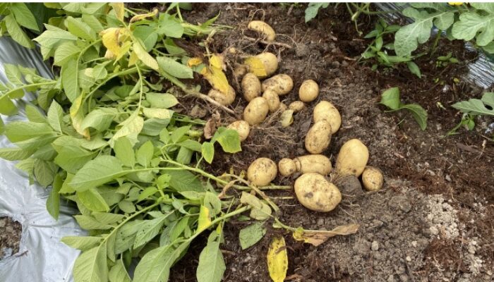 ジャガイモ 連作障害