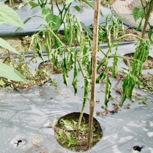 ジャガイモ 連作障害