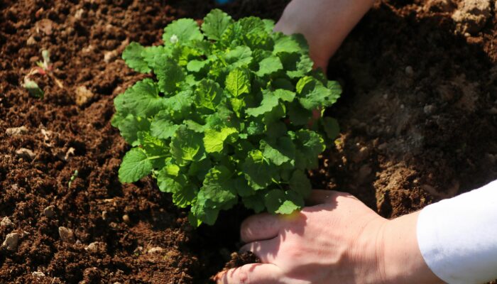 ハーブ 庭 植えてはいけない