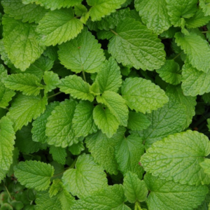 ハーブ 庭 植えてはいけない