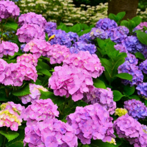 ハーブ 庭 植えてはいけない