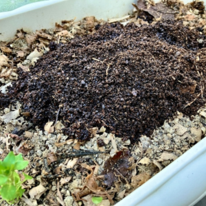 コーヒーのかす 肥料