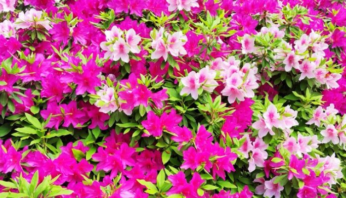 さつきの剪定の時期