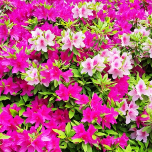 さつきの剪定の時期