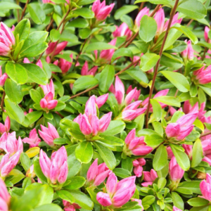 さつきの剪定の時期