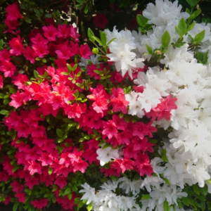 さつきの剪定の時期