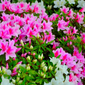 さつきの剪定の時期