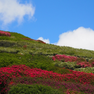 さつきの剪定の時期