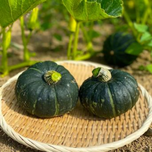 カボチャの育て方 プランター