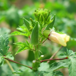 オクラのコンパニオンプランツ