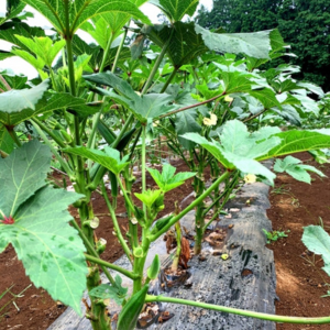 オクラのコンパニオンプランツ