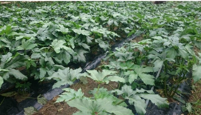 オクラのコンパニオンプランツ