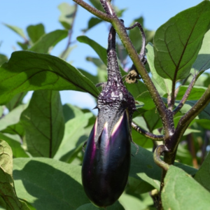 オクラのコンパニオンプランツ