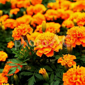 オクラのコンパニオンプランツ