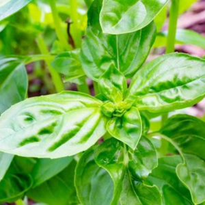 オクラのコンパニオンプランツ