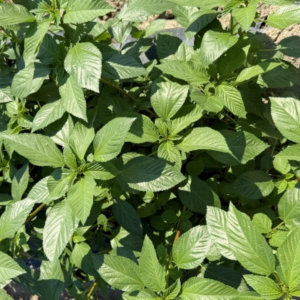 オクラのコンパニオンプランツ