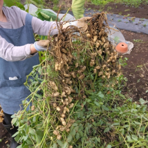落花生の肥料は何がいい