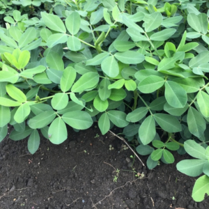 落花生の肥料は何がいい