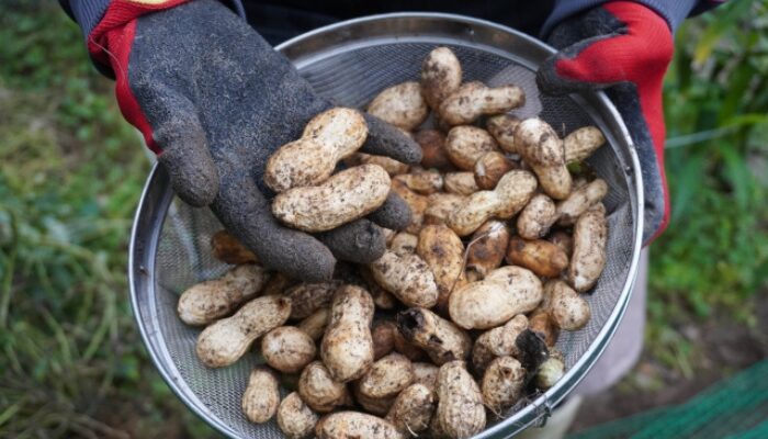 落花生の肥料は何がいい
