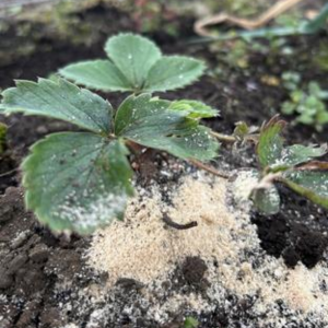 落花生の肥料は何がいい
