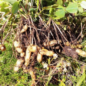 落花生の肥料は何がいい