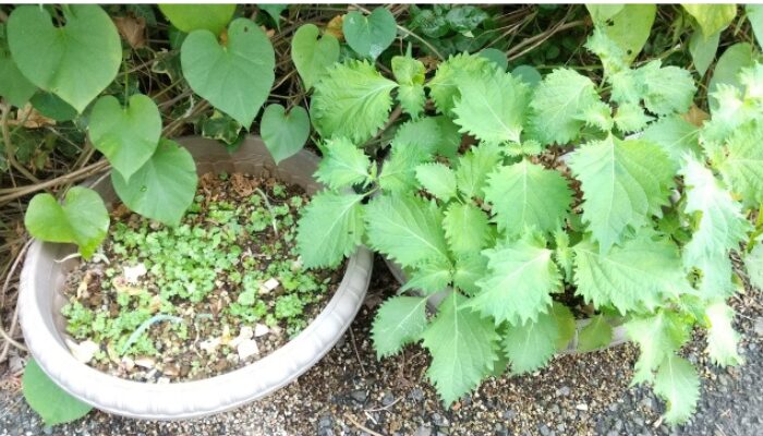 紫蘇の育て方 プランター