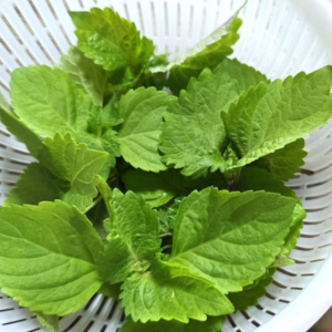 紫蘇の育て方 プランター