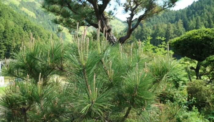 松の剪定の仕方 初心者