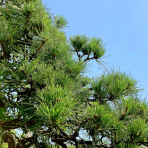 松の剪定の仕方 初心者