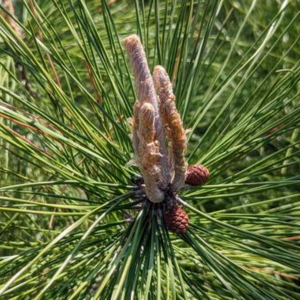 松の剪定の仕方 初心者