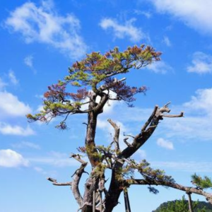 松の剪定の仕方 初心者