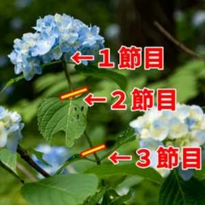 紫陽花 剪定しないとどうなる
