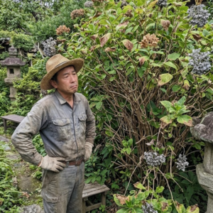 紫陽花 剪定しないとどうなる
