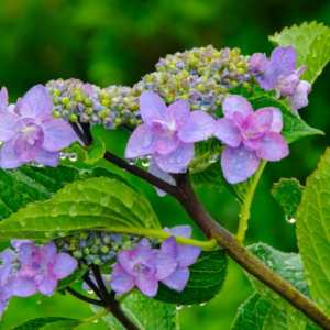 紫陽花 剪定しないとどうなる