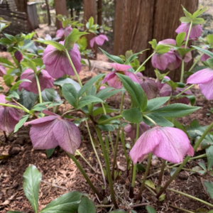 一年中咲く花 育てやすい プランター