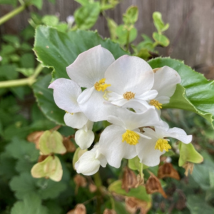 一年中咲く花 育てやすい プランター