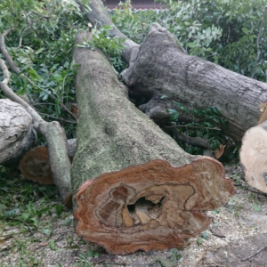 自宅の木の伐採費用