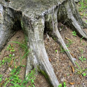 自宅の木の伐採費用