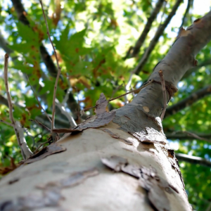自宅の木の伐採費用
