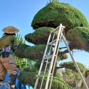 松の剪定の仕方 初心者