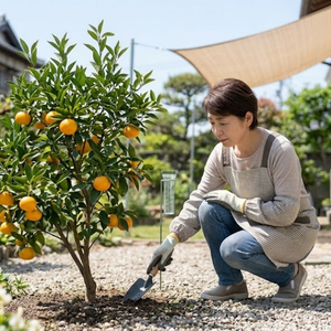 みかんの木 庭に植えてはいけない
