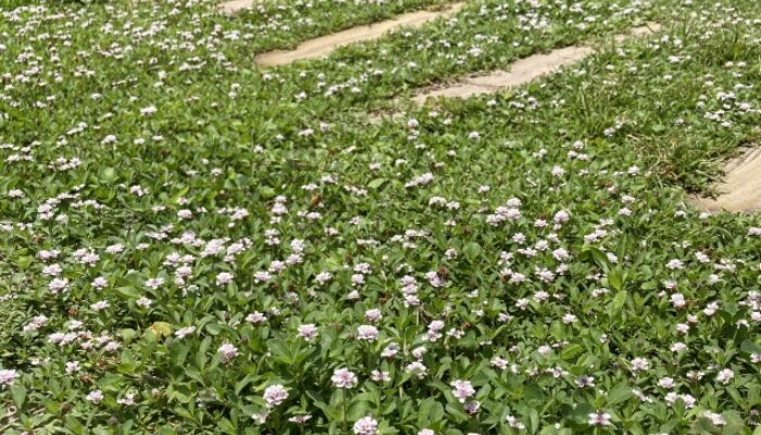 クラピア 植えてはいけない