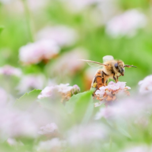 クラピア 植えてはいけない