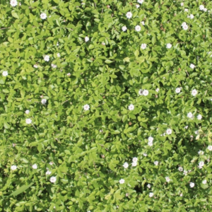 クラピア 植えてはいけない